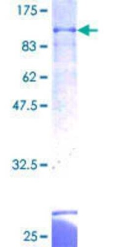 Novus Biologicals&trade;&nbsp;Recombinant Human ZNF297B GST (N-Term) Protein