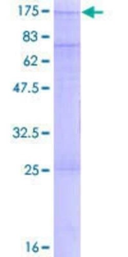 Novus Biologicals Recombinant Human SNX13 GST (N-Term) Protein 2 &mu;g | Buy Online | Novus Biologicals&trade; | Fisher Scientific