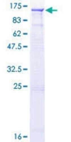 Novus Biologicals Recombinant Human RGL1 GST (N-Term) Protein 10 &mu;g | Buy Online | Novus Biologicals&trade; | Fisher Scientific