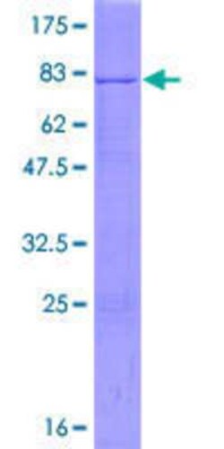 Novus Biologicals&trade;&nbsp;Recombinant Human POFUT2 GST (N-Term) Protein