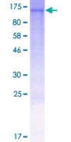 Novus Biologicals Recombinant Human BICRAL GST (N-Term) Protein 2 &mu;g | Buy Online | Novus Biologicals&trade; | Fisher Scientific