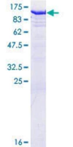 Novus Biologicals Recombinant Human GSPT2 GST (N-Term) Protein 25 &mu;g | Buy Online | Novus Biologicals&trade; | Fisher Scientific
