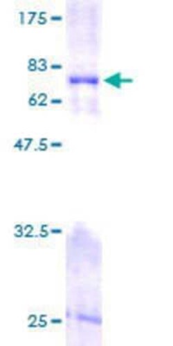 Novus Biologicals&trade;&nbsp;Recombinant Human FKBP38 GST (N-Term) Protein