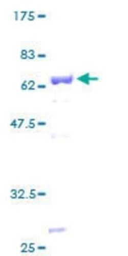 Novus Biologicals Recombinant Human Apolipoprotein L2 GST (N-Term) Protein 2 &mu;g | Buy Online | Novus Biologicals&trade; | Fisher Scientific