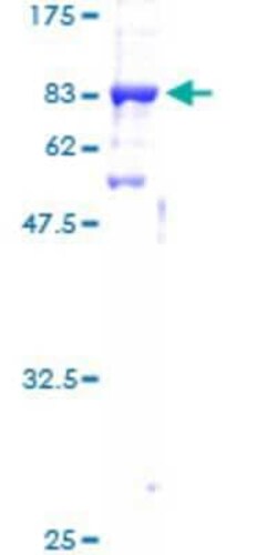 Novus Biologicals Recombinant Human COBRA1 GST (N-Term) Protein 10 &mu;g | Buy Online | Novus Biologicals&trade; | Fisher Scientific