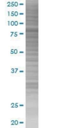 Novus Biologicals&trade;&nbsp;PTPN23 293T Cell Transient Overexpression Lysate
