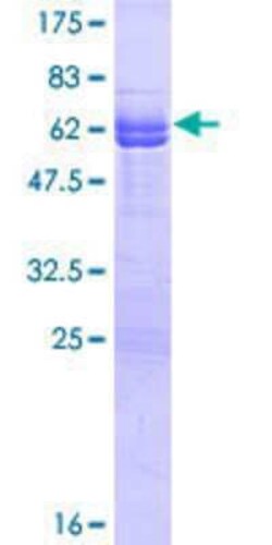 Novus Biologicals&trade;&nbsp;Recombinant Human NECAP1 GST (N-Term) Protein