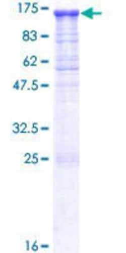 Novus Biologicals Recombinant Human PCDHGA12 GST (N-Term) Protein 25 &mu;g | Buy Online | Novus Biologicals&trade; | Fisher Scientific
