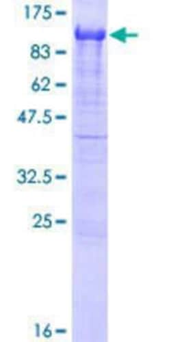 Novus Biologicals&trade;&nbsp;Recombinant Human APPL GST (N-Term) Protein