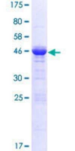 Novus Biologicals&trade;&nbsp;Recombinant Human GPSM1 GST (N-Term) Protein