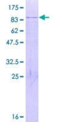 Novus Biologicals Recombinant Human CHTOP GST (N-Term) Protein 2 &mu;g | Buy Online | Novus Biologicals&trade; | Fisher Scientific