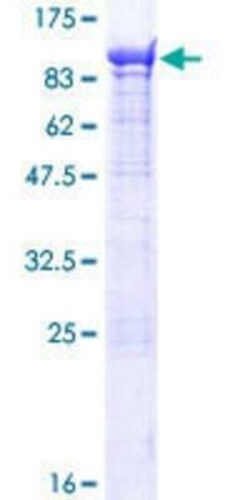 Novus Biologicals Recombinant Human KIF1-binding protein GST (N-Term) Protein 10 &mu;g | Buy Online | Novus Biologicals&trade; | Fisher Scientific