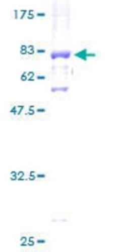 Novus Biologicals Recombinant Human FBXW2 GST (N-Term) Protein 2 &mu;g | Buy Online | Novus Biologicals&trade; | Fisher Scientific