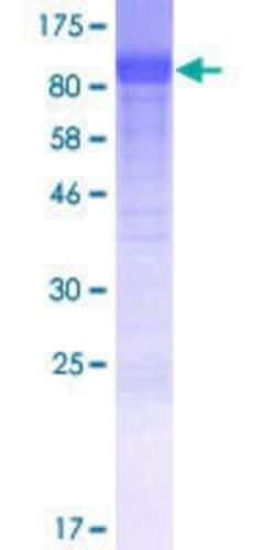 R&D Systems&trade;&nbsp;Recombinant Human CNNM1 GST (N-Term) Protein