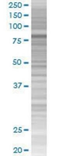 Novus Biologicals ZNF777 293T Cell Transient Overexpression Lysate 0.1 mL | Buy Online | Novus Biologicals&trade; | Fisher Scientific