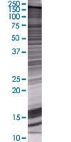 Novus Biologicals™ BRPF3 293T Cell Transient Overexpression Lysate