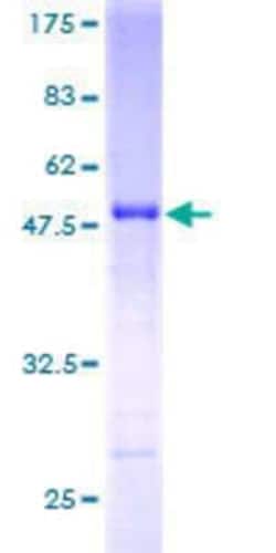 Novus Biologicals&trade;&nbsp;Recombinant Human SNX10 GST (N-Term) Protein