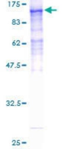 Novus Biologicals Recombinant Human Host cell factor C2 GST (N-Term) Protein 10 &mu;g | Buy Online | Novus Biologicals&trade; | Fisher Scientific