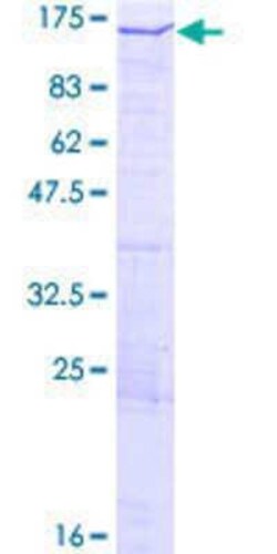 Novus Biologicals Recombinant Human PDZRN4 GST (N-Term) Protein 2 &mu;g | Buy Online | Novus Biologicals&trade; | Fisher Scientific