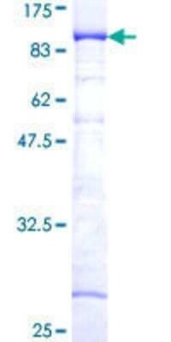 Novus Biologicals Recombinant Human NRBP1 GST (N-Term) Protein 10 &mu;g | Buy Online | Novus Biologicals&trade; | Fisher Scientific