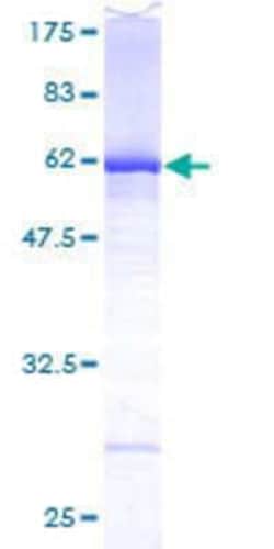 R&D Systems&trade;&nbsp;Recombinant Human DEF6 GST (N-Term) Protein