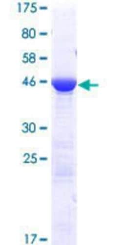 Novus Biologicals&trade;&nbsp;Recombinant Human FAM158A GST (N-Term) Protein