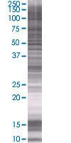 Novus Biologicals&trade;&nbsp;GLOD4 293T Cell Transient Overexpression Lysate