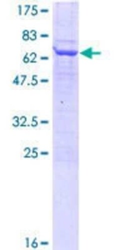 Novus Biologicals Recombinant Human UBXN1 GST (N-Term) Protein 10 &mu;g | Buy Online | Novus Biologicals&trade; | Fisher Scientific