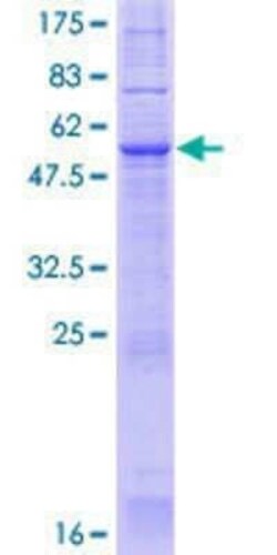Novus Biologicals Recombinant Human JAMP GST (N-Term) Protein 25 &mu;g | Buy Online | Novus Biologicals&trade; | Fisher Scientific