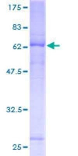 Novus Biologicals Recombinant Human FAM105A GST (N-Term) Protein 10 &mu;g | Buy Online | Novus Biologicals&trade; | Fisher Scientific