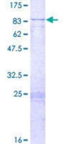 Novus Biologicals Recombinant Human PAPD1 GST (N-Term) Protein 2 &mu;g | Buy Online | Novus Biologicals&trade; | Fisher Scientific