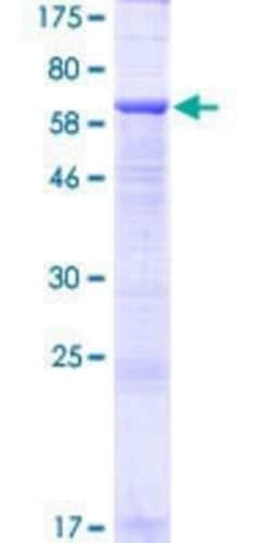 Novus Biologicals&trade;&nbsp;Recombinant Human LINS1 GST (N-Term) Protein