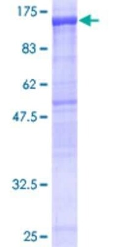 Novus Biologicals Recombinant Human NLRP2/NALP2 GST (N-Term) Protein 25 &mu;g | Buy Online | Novus Biologicals&trade; | Fisher Scientific