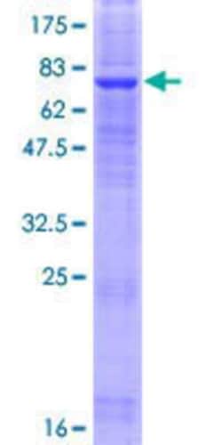 Novus Biologicals&trade;&nbsp;Recombinant Human LMBR1L GST (N-Term) Protein