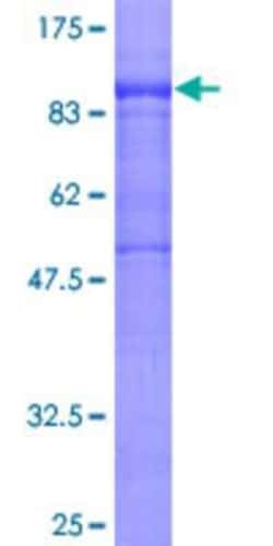 Novus Biologicals Recombinant Human POLR3E GST (N-Term) Protein 10 &mu;g | Buy Online | Novus Biologicals&trade; | Fisher Scientific