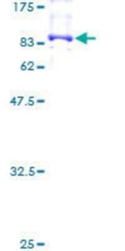 Novus Biologicals Recombinant Human NXF3 GST (N-Term) Protein 10 &mu;g | Buy Online | Novus Biologicals&trade; | Fisher Scientific