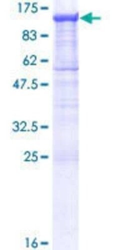Novus Biologicals Recombinant Human PCDHGA11 GST (N-Term) Protein 25 &mu;g | Buy Online | Novus Biologicals&trade; | Fisher Scientific