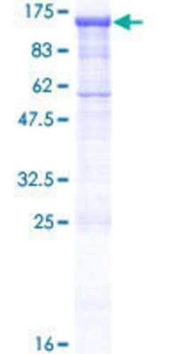 Novus Biologicals Recombinant Human PCDHGA2 GST (N-Term) Protein 10 &mu;g | Buy Online | Novus Biologicals&trade; | Fisher Scientific