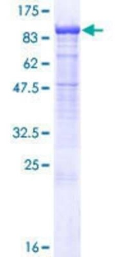 Novus Biologicals Recombinant Human PCDHB7 GST (N-Term) Protein 25 &mu;g | Buy Online | Novus Biologicals&trade; | Fisher Scientific