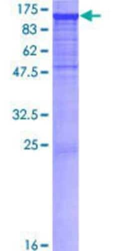 Novus Biologicals Recombinant Human PCDHAC2 GST (N-Term) Protein 10 &mu;g | Buy Online | Novus Biologicals&trade; | Fisher Scientific