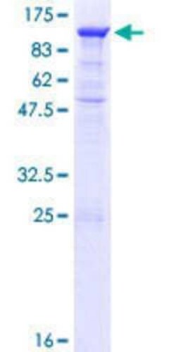 Novus Biologicals Recombinant Human PCDHA8 GST (N-Term) Protein 10 &mu;g | Buy Online | Novus Biologicals&trade; | Fisher Scientific