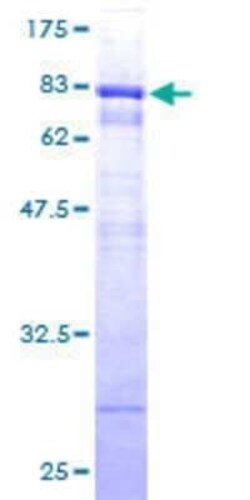 Novus Biologicals Recombinant Human TEX13A GST (N-Term) Protein 10 &mu;g | Buy Online | Novus Biologicals&trade; | Fisher Scientific