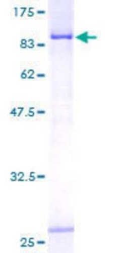 Novus Biologicals&trade;&nbsp;Recombinant Human CTPS2 GST (N-Term) Protein