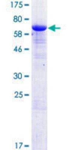 Novus Biologicals&trade;&nbsp;Recombinant Human ERMN GST (N-Term) Protein