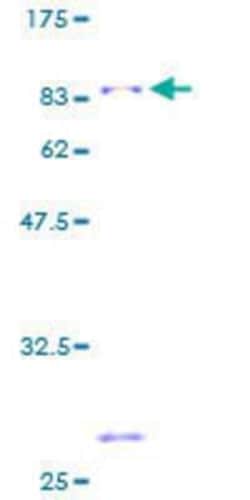 Novus Biologicals&trade;&nbsp;Recombinant Human PTBP2 GST (N-Term) Protein
