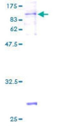 Novus Biologicals Recombinant Human ZNF350 GST (N-Term) Protein 2 &mu;g | Buy Online | Novus Biologicals&trade; | Fisher Scientific