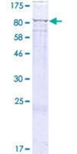 Novus Biologicals Recombinant Human GUF1 GST (N-Term) Protein 2 &mu;g | Buy Online | Novus Biologicals&trade; | Fisher Scientific