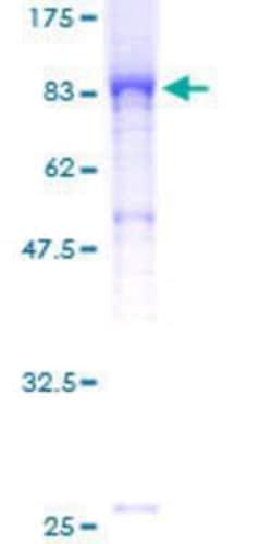 Novus Biologicals Recombinant Human ELMO2 GST (N-Term) Protein 10 &mu;g | Buy Online | Novus Biologicals&trade; | Fisher Scientific