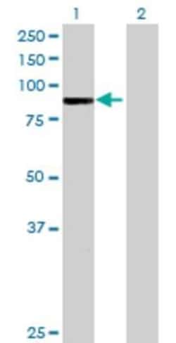 Novus Biologicals&trade;&nbsp;ARHGAP9 293T Cell Transient Overexpression Lysate
