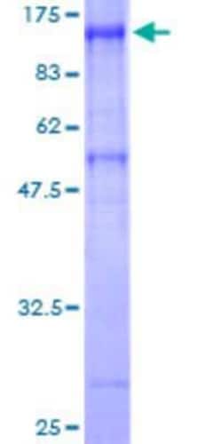 Novus Biologicals&trade;&nbsp;Recombinant Human AXUD1 GST (N-Term) Protein